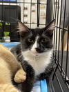 Tux (Bonded with Antonio)