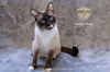 Snoop Dawg (Weeble Wobble)