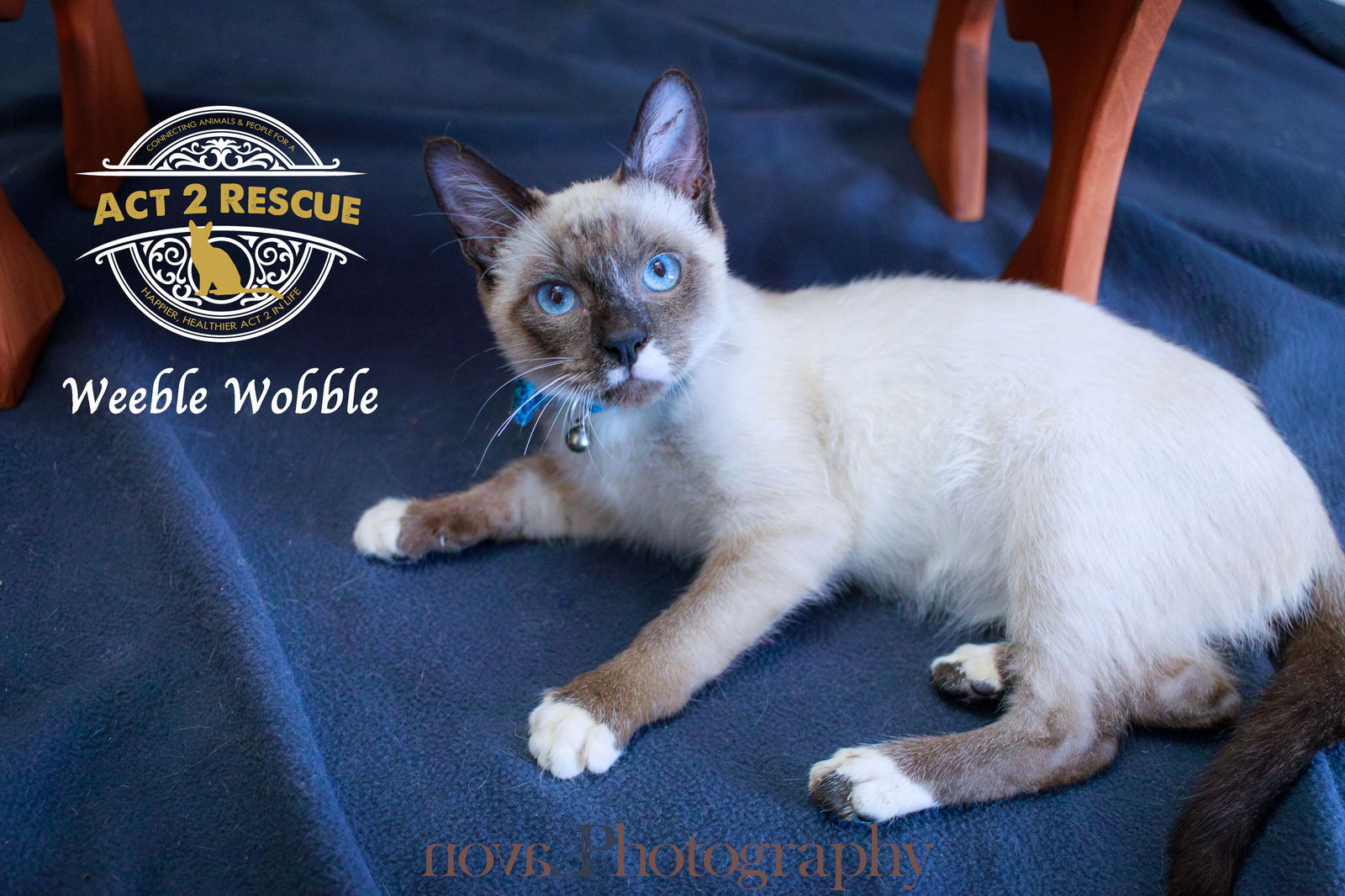 adoptable Cat in Riverside, CA named Snoop Dawg (Weeble Wobble)