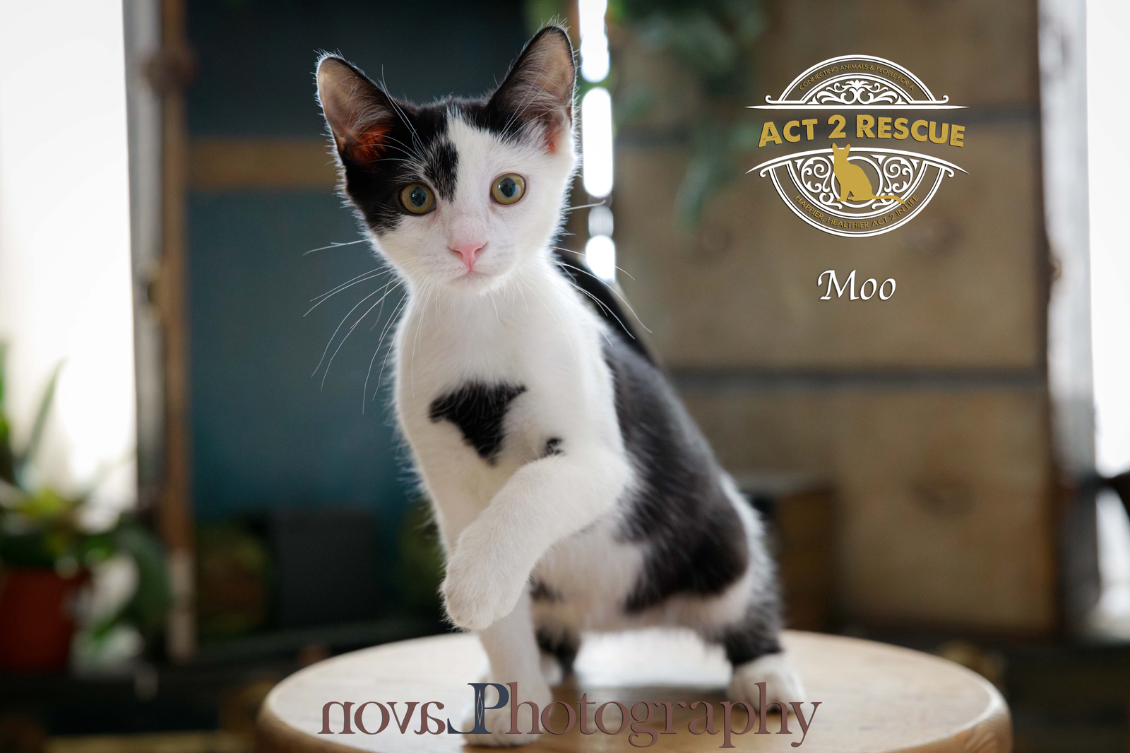 adoptable Cat in Riverside, CA named Moo