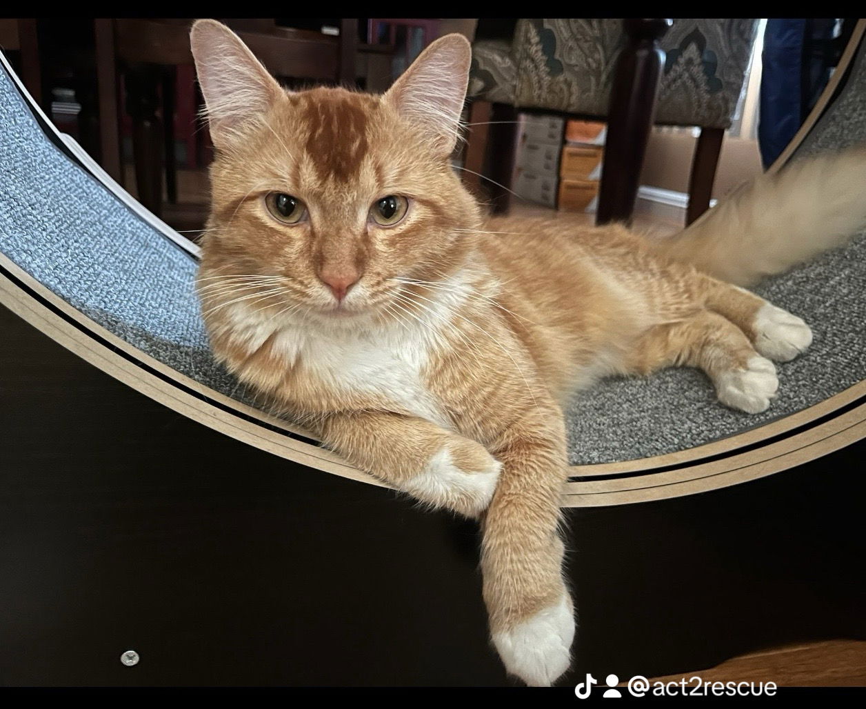 adoptable Cat in Riverside, CA named Charly