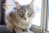 Dutchess 2