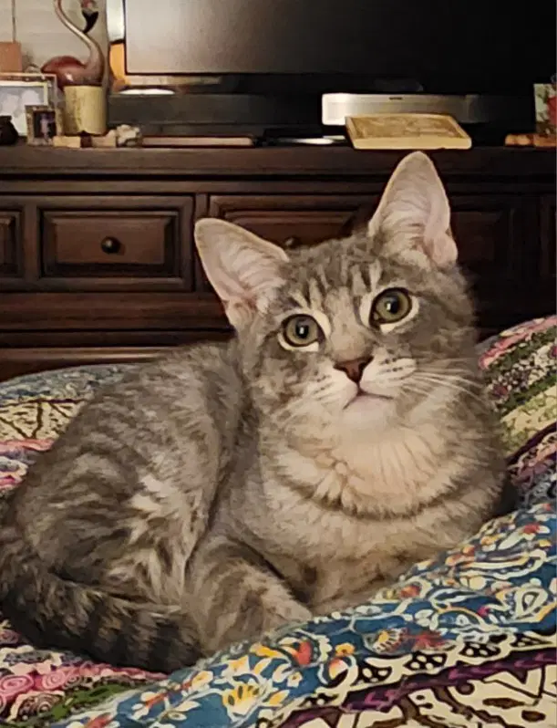 River - Domestic Short Hair
