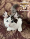Miss Fudge