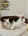 Miss Fudge