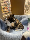 Dolly (Bonded with Luca)
