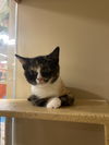 Dolly (Bonded with Luca)