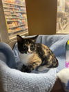 Dolly (Bonded with Luca)