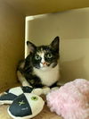 Dolly (Bonded with Luca)
