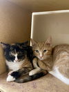 Dolly (Bonded with Luca)