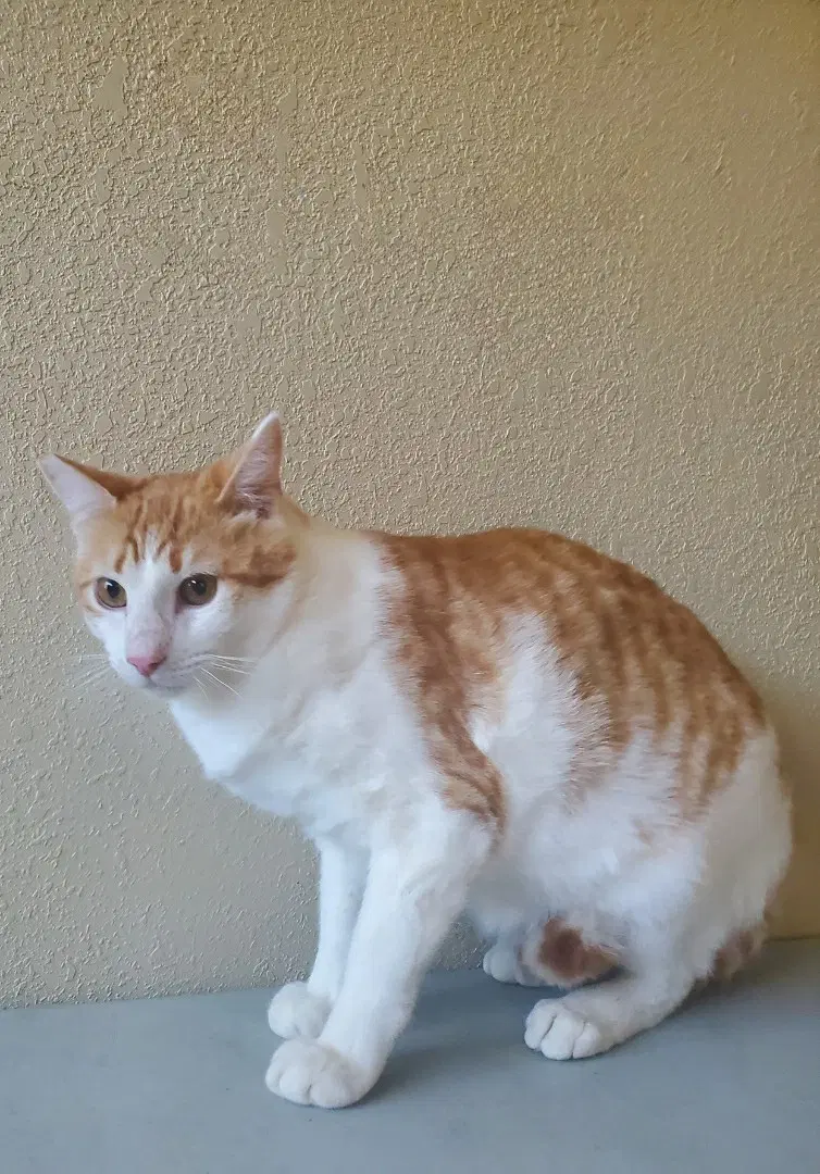 Sugar - Domestic Short Hair