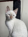 Snowball 3