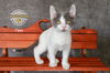 Tippy 2