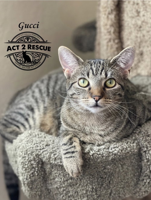 picture of the cat needing adoption