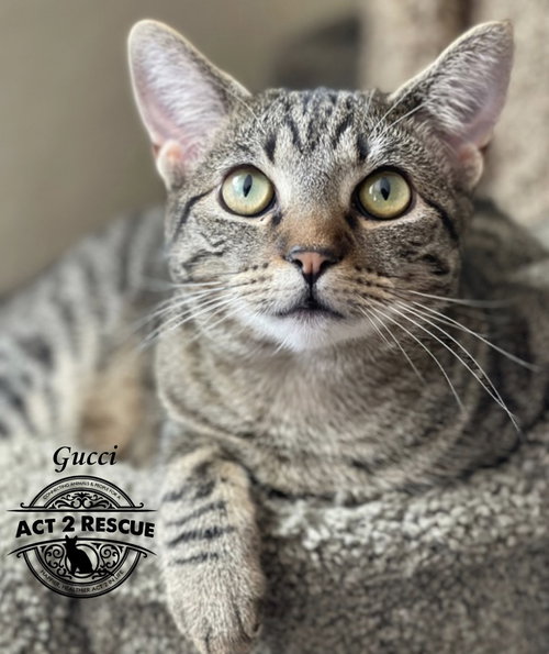 GUCCI - Domestic Short Hair available for adoption