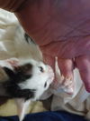 Spotty Dottie