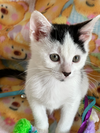 Spotty Dottie