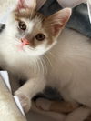 Taffy