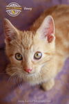 Dewey