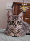 Chico
