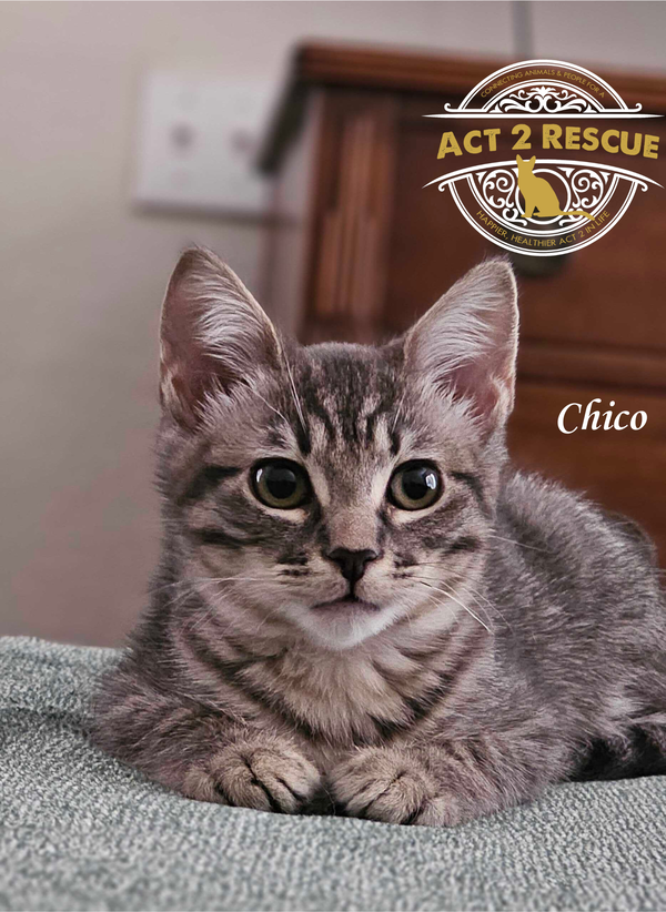 Chico