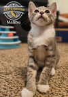 Malibu