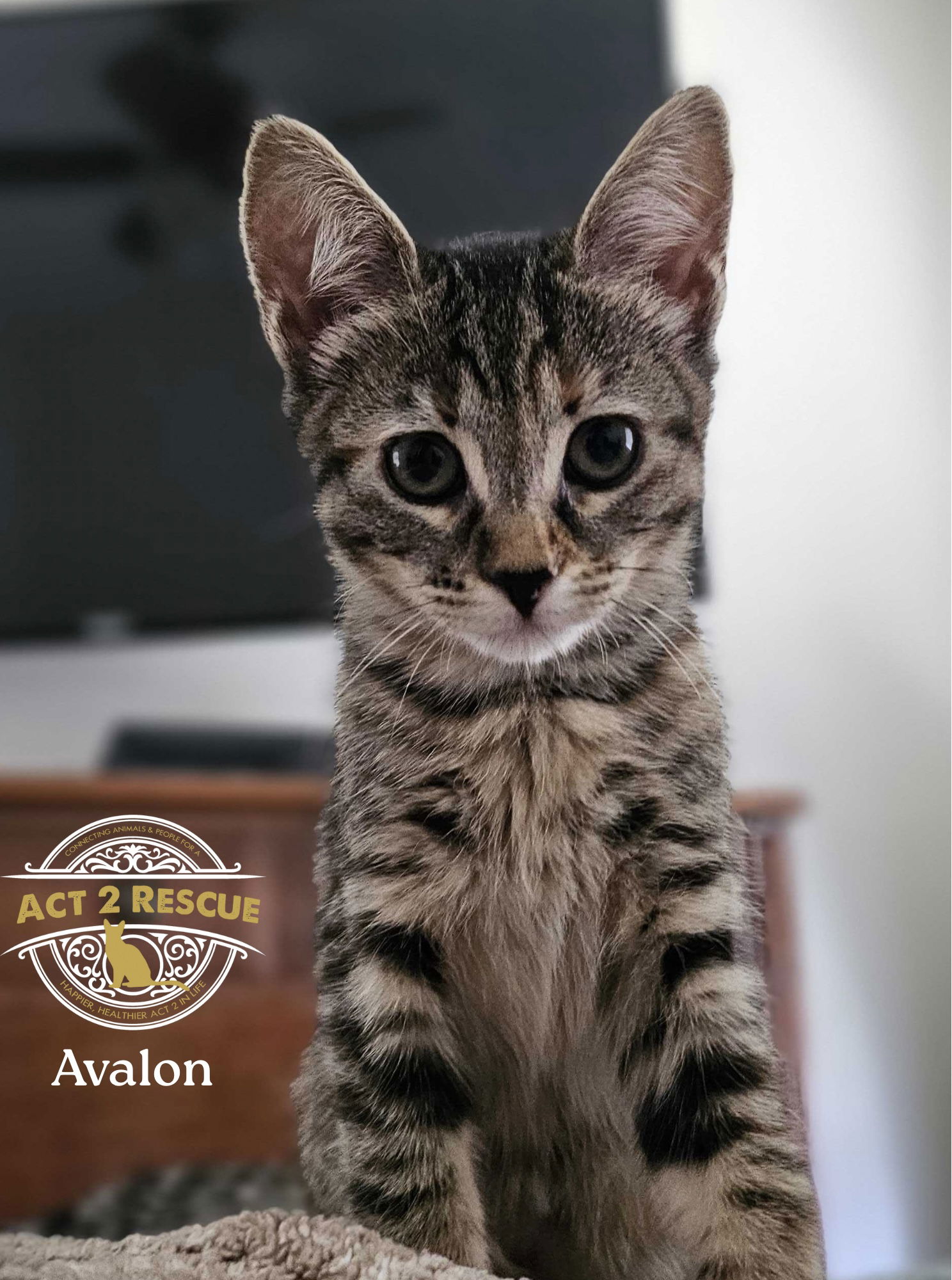 adoptable Cat in Riverside, CA named Avalon