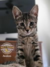 adoptable Cat in Riverside, CA named Avalon