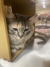 Piedra (Bonded with Jemma)