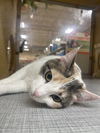 Jemma (Bonded with Piedra)