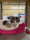 Jemma (Bonded with Piedra)