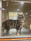 Jemma (Bonded with Piedra)