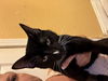 Tippy 3