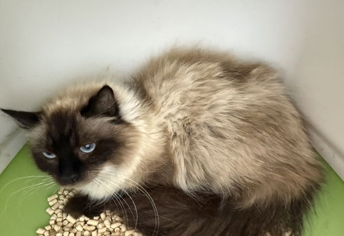 Glameow