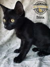 Binx
