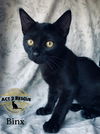 Binx