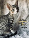 Georgie