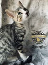 Georgie