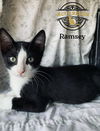 Ramsey