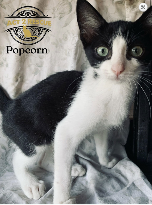 Popcorn
