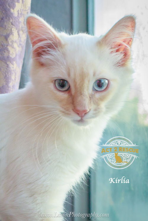Kirlia