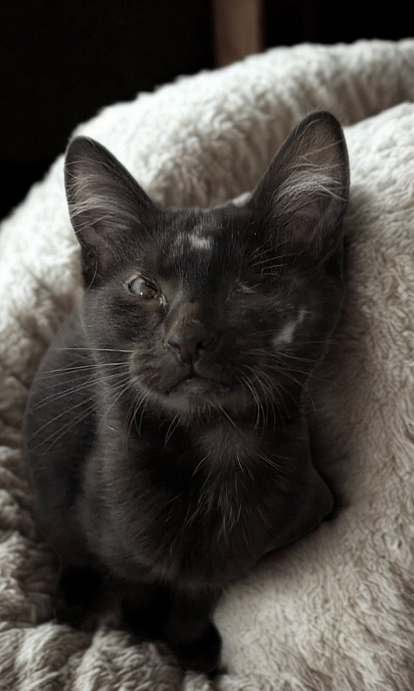 Nova