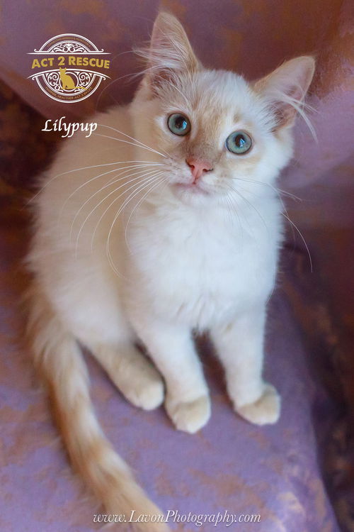 Lilypup