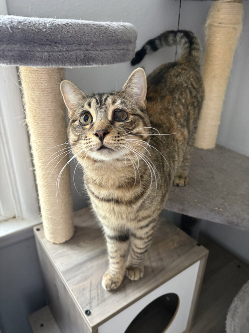 picture of the cat needing adoption