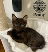 Penny 3