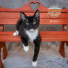 Gomez