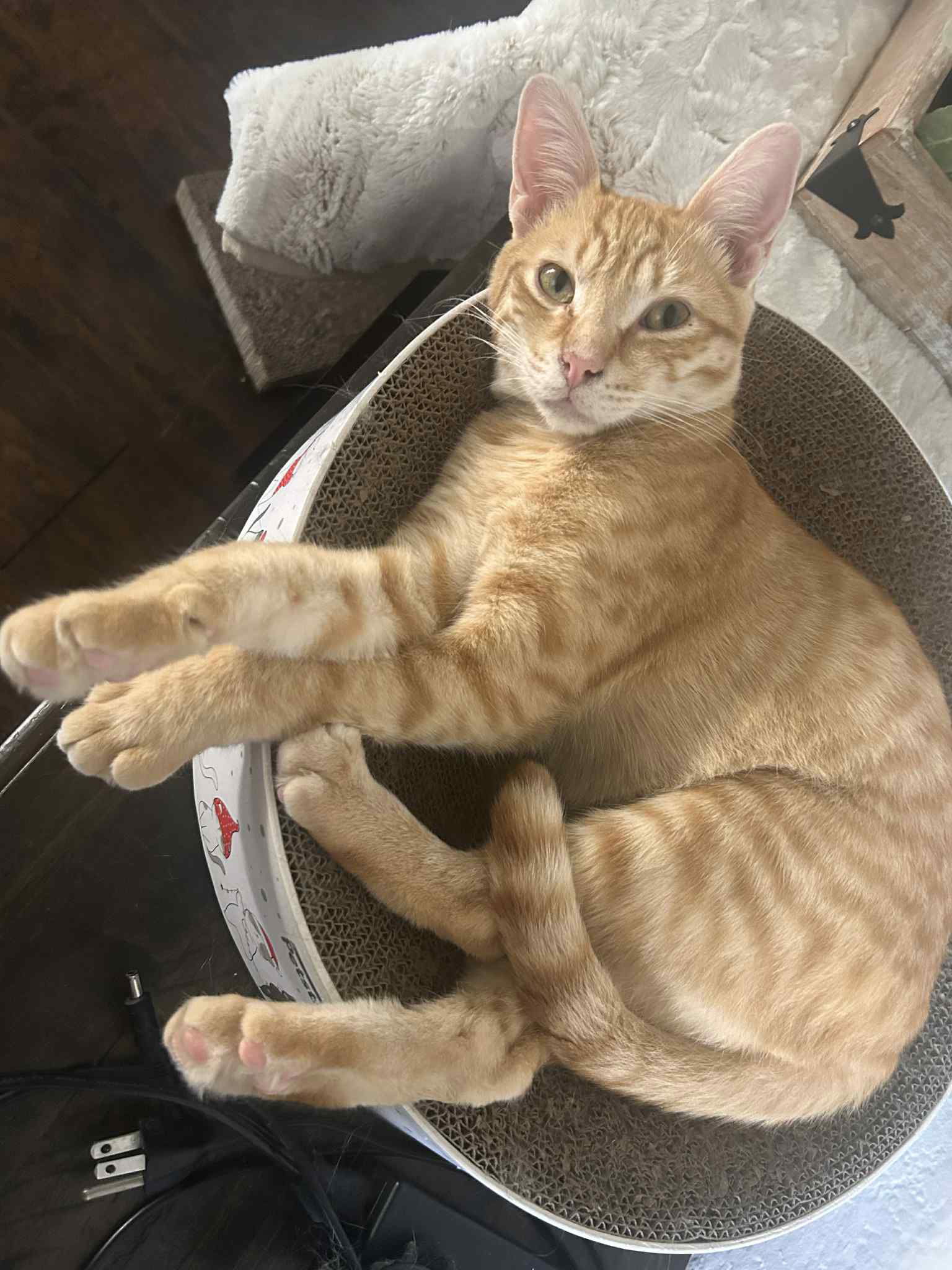 adoptable Cat in Riverside, CA named Avocado