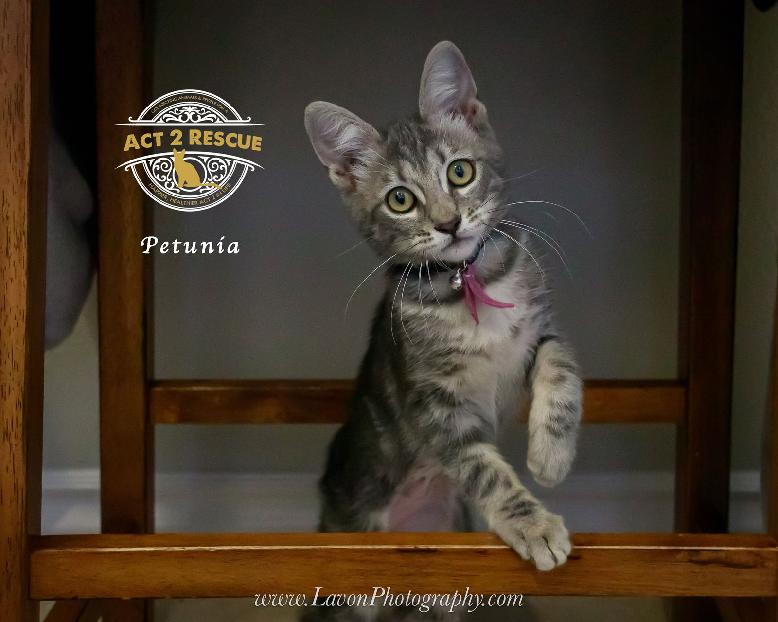 adoptable Cat in Riverside, CA named Petunia