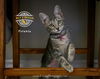 adoptable Cat in  named Petunia