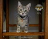 adoptable Cat in  named Julius